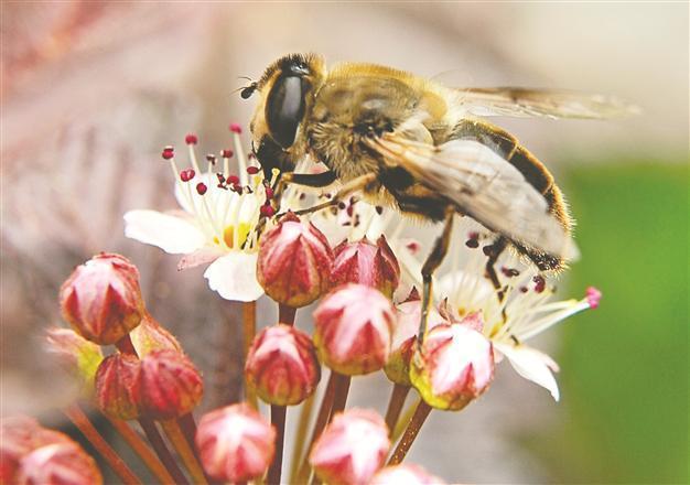 Older bees can reverse brain aging