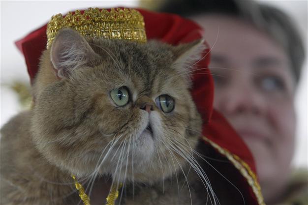 Scientists suspect link between cat feces, female suicide