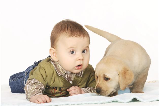 Babies in dog-owning families may be healthier
