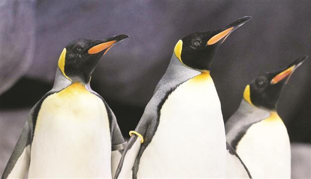 King penguins stressed by human presence and noise