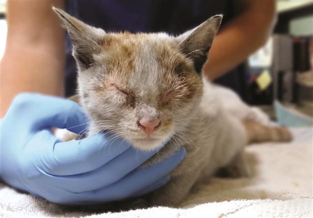 Chinese cat stows away in freighter
