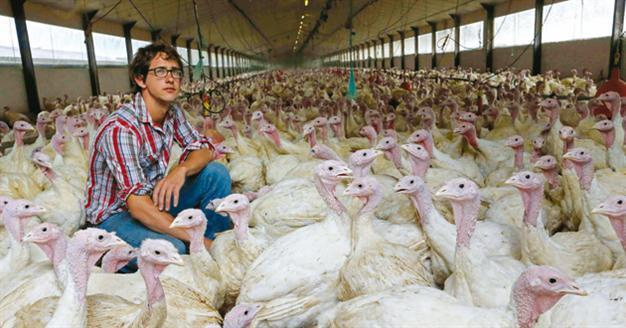 Poultry, pig farmers to suffer most from high grain prices