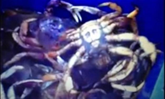 Bin Laden crab causes media storm