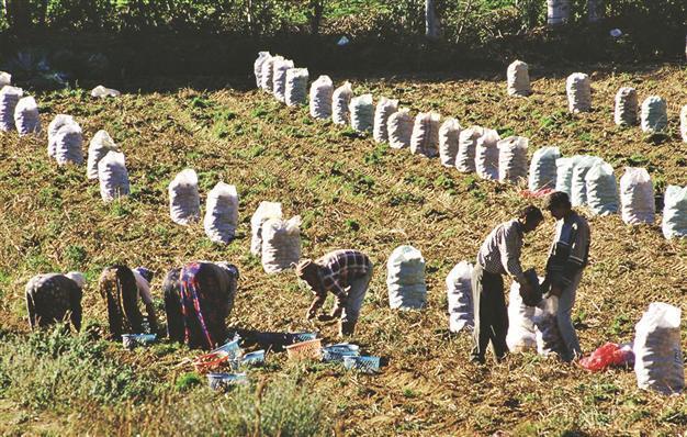 Agriculture loan repayment touches 99 pct with low rates