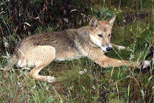 German tourist attacked by Australian dingo