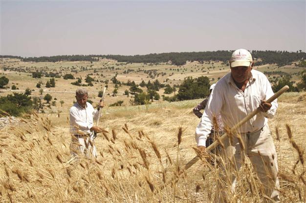 Drought results in 17 percent spike in global wheat prices