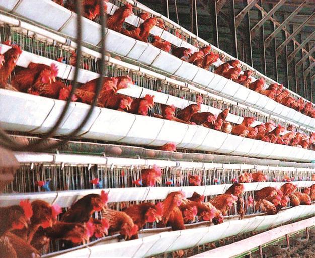 Poultry manure to produce electricity