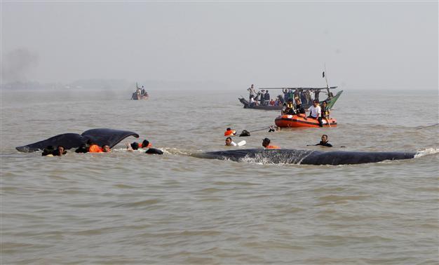 Rescued sperm whale dies in Indonesia