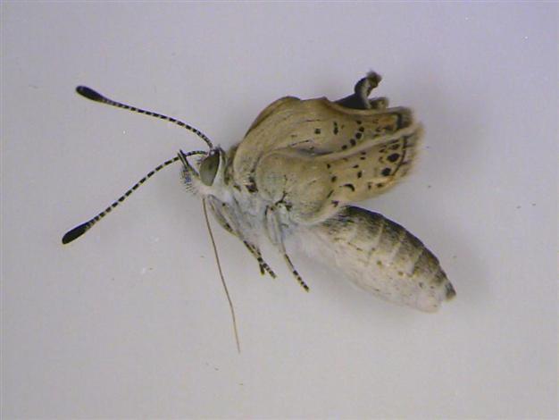 Fukushima caused mutant butterflies: scientists