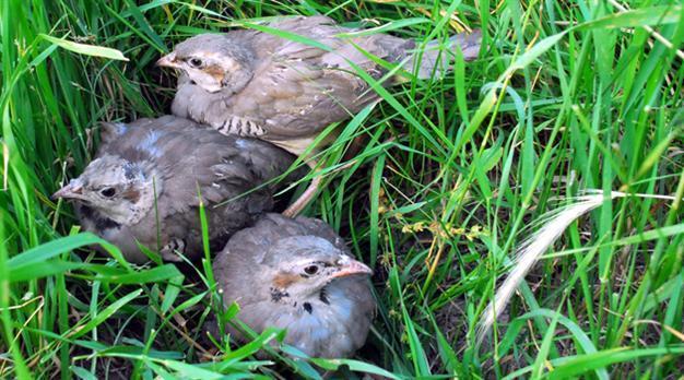 Partridge ringtone lands hunter in hospital with gunshot wound
