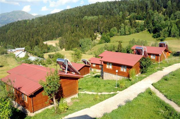 Bear entering tourist area causes panic in Turkey