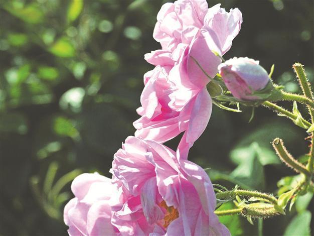Perfume giants have their eyes on Isparta, the center of roses,