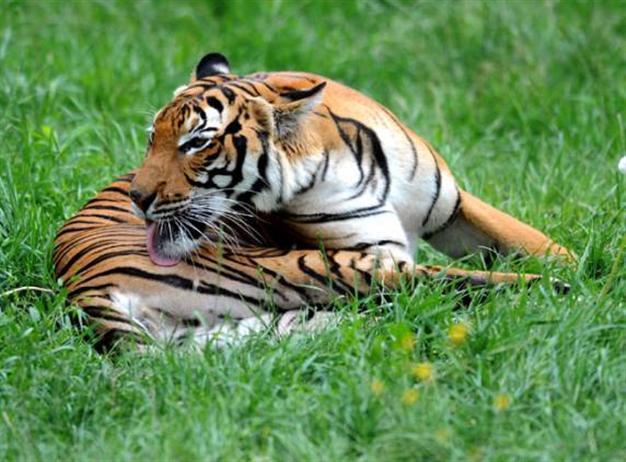 Tiger at German zoo put down after killing employee
