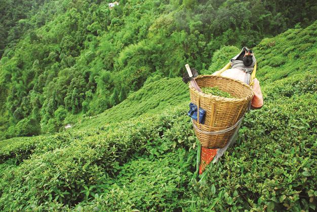 Tea firm exec reacts to privatization debate