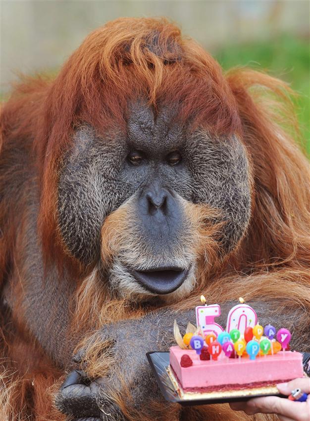Oldest zoo orangutan celebrates its 50th birthday