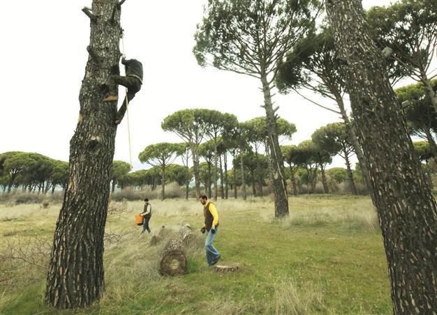 Yukarıbey village works to collect all pinecones