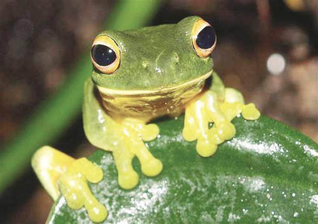 Amazon forest species face extinction danger