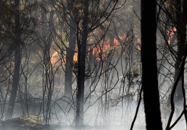 French police quiz boy as massive forest fire blazes