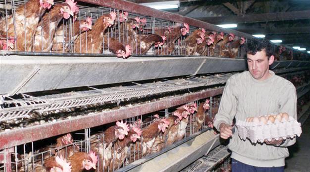 Arbil postpones code on poultry product imports