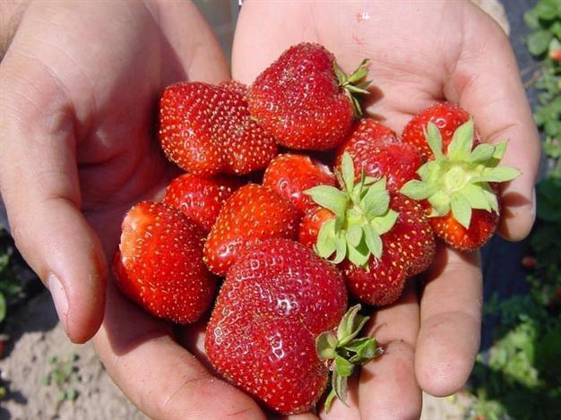 Organic products not healthier than others