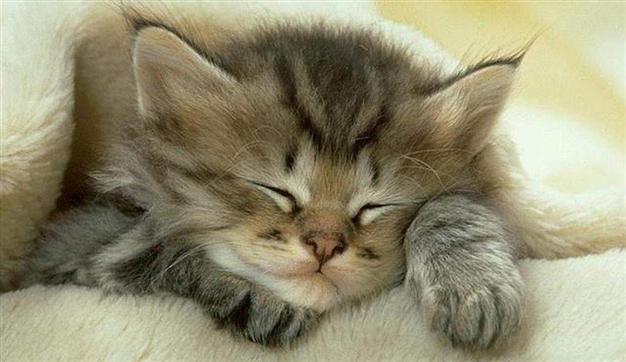US museum cat video fest a purr-fect viewing