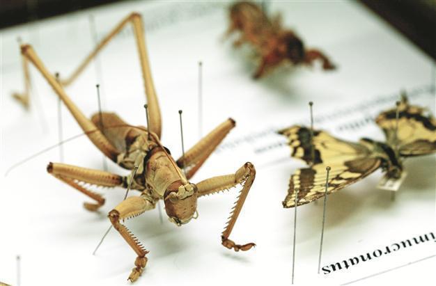 Museum aims to raise awareness of insects