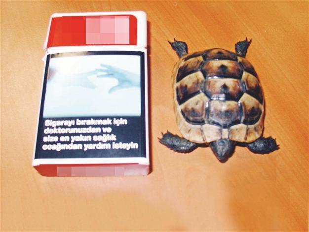 Tortoise in cigarette package