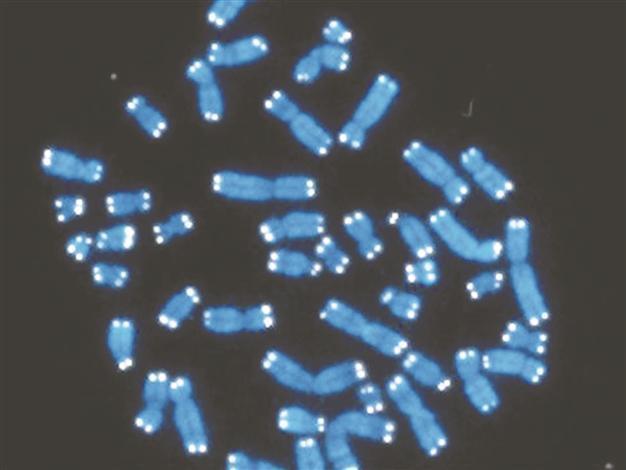 DNA study leads map to genetic diseases