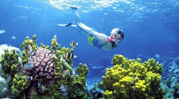 Report: ’Time is running out’ for Caribbean coral