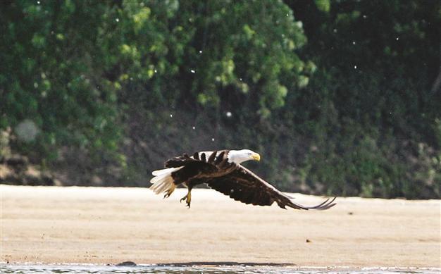 Protected wildlife areas expand to Russia’s size