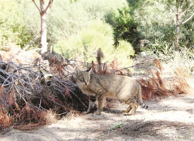 Turkey’s jungle cat population identified