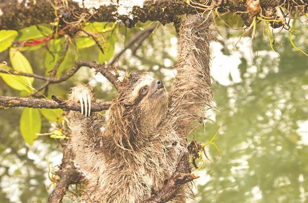 Conservaton experts reveal 100 most threatened species