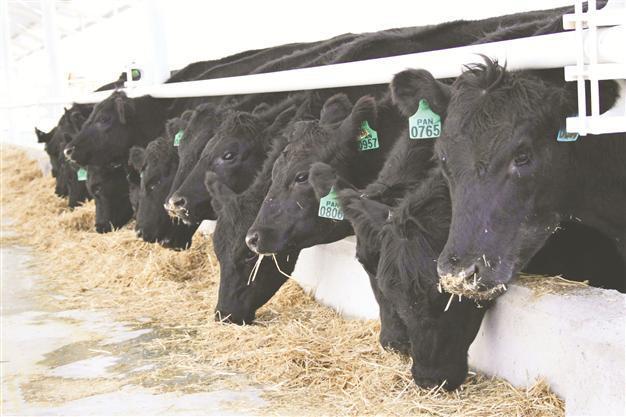 Bulls from Australia headed to Turkey
