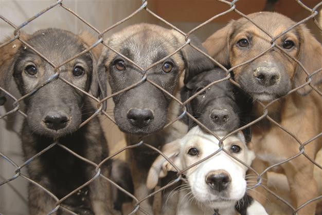 New law fails to please animal welfare groups