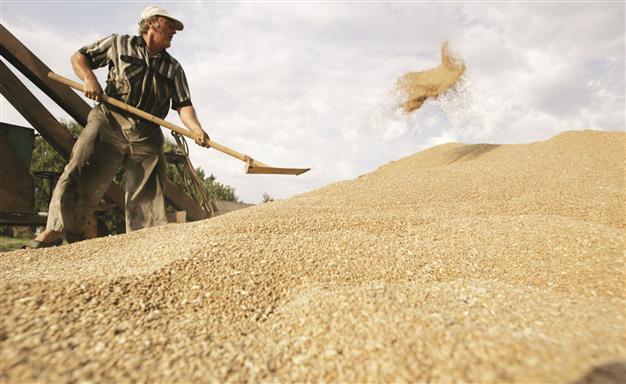 Russia cuts forecast on grain to 75 mln tons