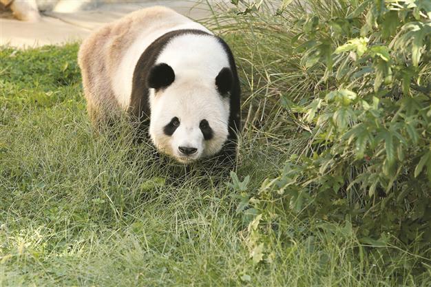 Panda cub not crushed by mother, zoo reports