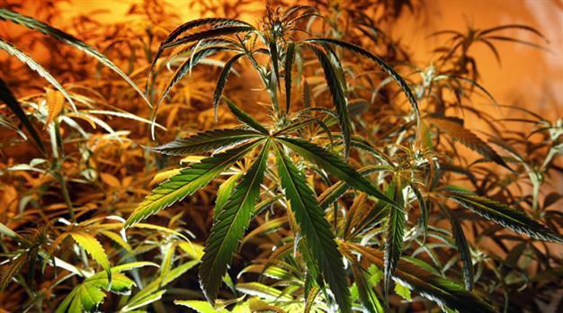 Rome police bust cannabis farm in Mussolini-era metro