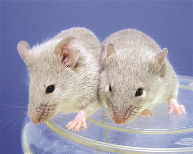 Mice learn songs in similar way to humans