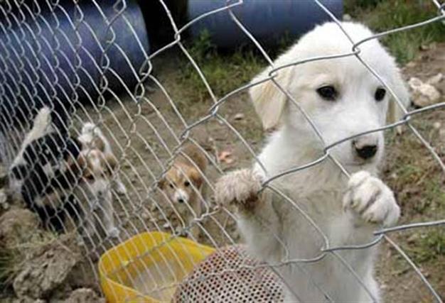 Activist set for action while government continues to back animal rights law