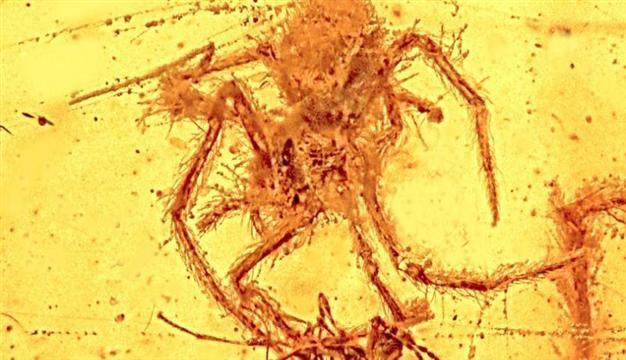 100 mln-year-old spider fossil preserved in amber