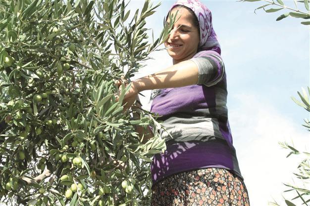 Periodicity no longer plagues olive sector