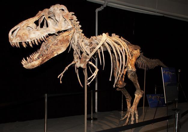 Dinosaur thief arrested in Florida