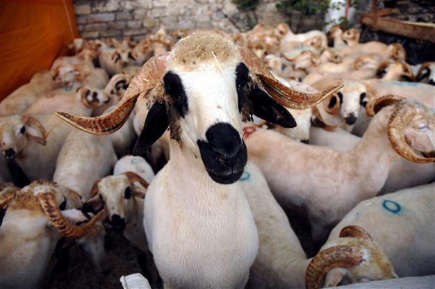 Sacrificial animals on sale on internet