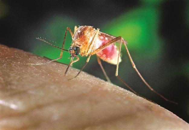 In Greece, mosquitoes bite back