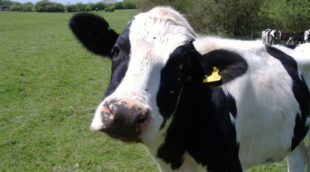 Turkish octogenarian caught with pants down with cow