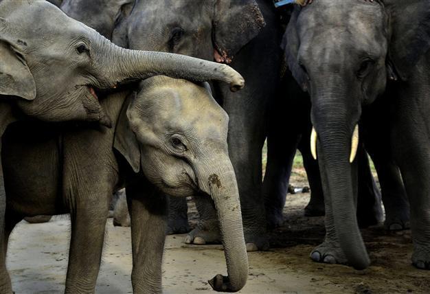 Elephant in South Korean zoo imitates human speech