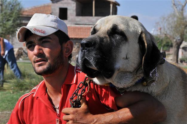 Anatolian dog to protect museums