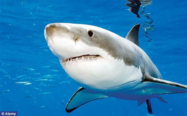 Shark brains may hold key to attacks