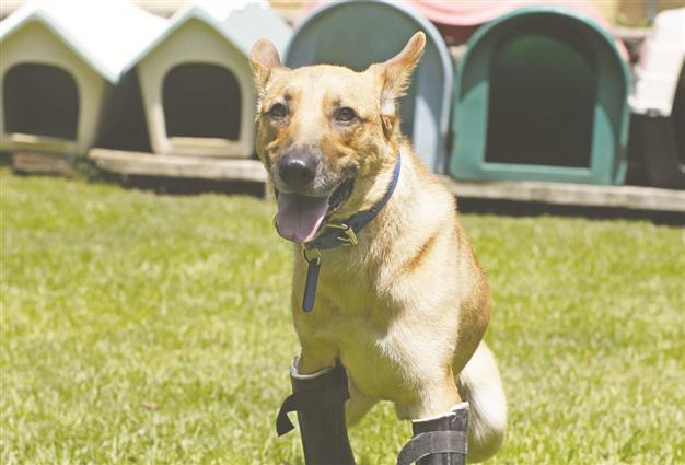 Dog gets prosthetic leg after gang abuse