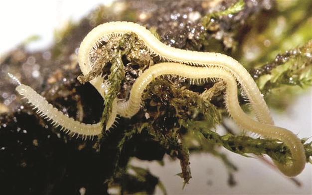 Leggiest creature in the world revealed